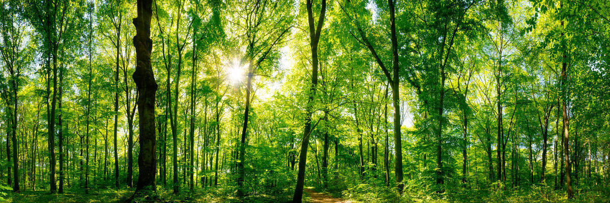 Wald Panorama mit Sonnenstrahlen